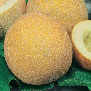 xu5nJiwuWsoM7JMghdBW74S2VUXkMpo0300_300-1