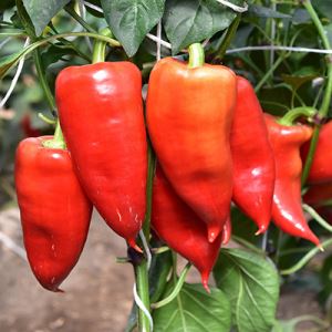 y8v35otpBRMXnKVPHUX9Q66392eQADMf300_300-1