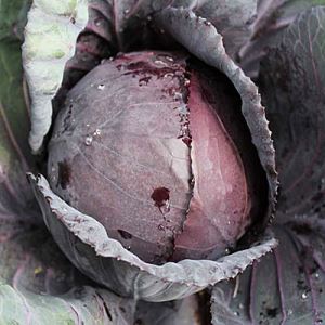 yAN4joWnIeFgkbTmKiVMYXHdYxqakZwU300_300-1