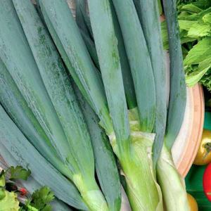 yH1p24JZuVFjUz76qqxLk1zI1KWHyV2x300_300-1