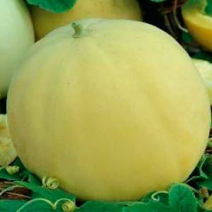 yjdjHM83Qib2ntLOyN3rt9rRFj87HDCy300_300-1