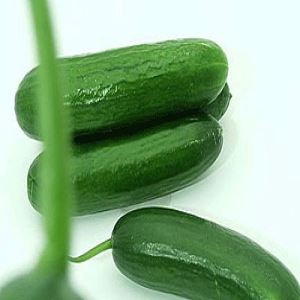 yoB3yXpzMD0f2eivcMTCeqEwGgBYNe9L300_300-1