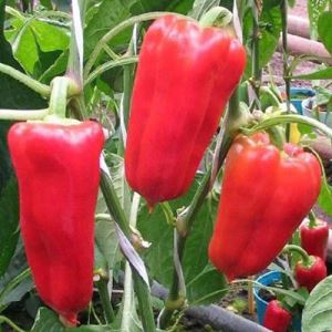 ys2J4kEltuSG3E3pufe4jMJuU8Pkzoz6300_300-1