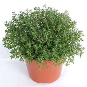 yywY7WxtrED2FYDl3WnWAKzGzSCwFgwJ300_300-1