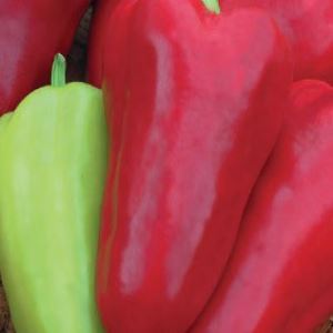 yzRxlaxtf9waDfF6iZaxQ2RGXvSm1RtF300_300-1