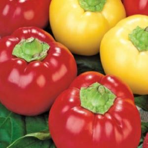 z0a5OeA4s8oOhcnD3V6wIXexk8B3Sbeg300_300-1