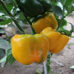 zIwRPPIA5a1YJTrXsZmjqwalklrLrV35300_300-1