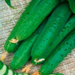 zJfcd6x1p02KFDkZPqhjix6NexxDyxgN300_300-1