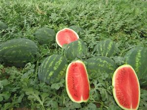 znnjSTmUxYP9u2FUgSSDsOP2AW6oiKzd300_300-1