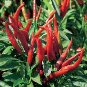 zrHzbpj4odcUj7EwLD7EE4kvROlFbIBh300_300-1